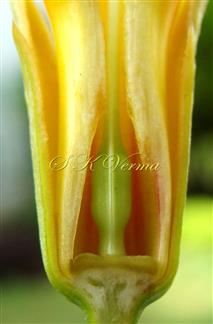  Disc below ovary